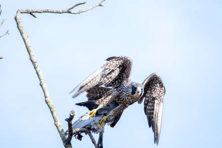 A Peregrine falcon about to take off.   Burnaby BC Canadaの写真素材