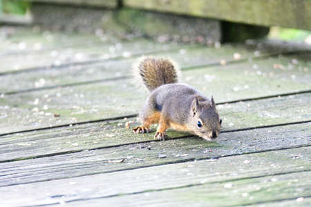 A Douglas squirrel eating the food on the boardwalk.  Burnaby BC Canadaの写真素材