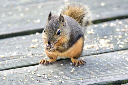 A closeup of a Douglas squirrel resting on the boardwalk.  Burnaby BC Canada