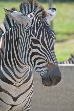 A closeup of the zebra's face.      BC Canada
