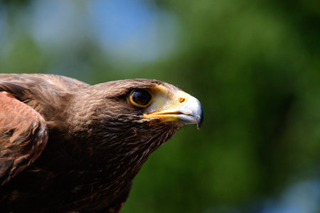 A closeup of the Harris's hawk's face.      BC Canadaの写真素材