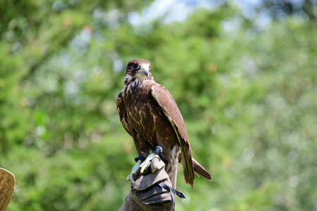 A picture of peregrine perching on the stud.      BC Canadaの写真素材