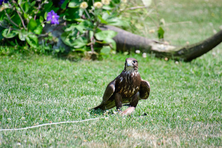 A picture of peregrine perching on the ground.      BC Canadaの写真素材