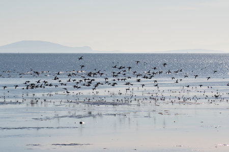 A picture of flocks of ducks.     BC Canadaの写真素材