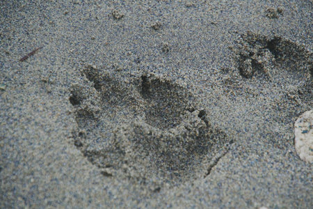 Dog paw print on the sand.    Vancouver BC Canadaの写真素材