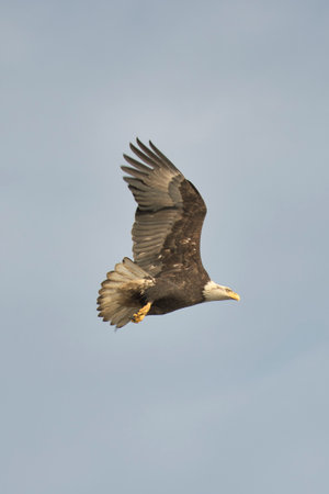 A picture of a bald eagle flying in the sky.  BC Canadaの写真素材