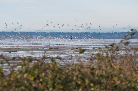 A picture of flocks of seagulls.     BC Canada