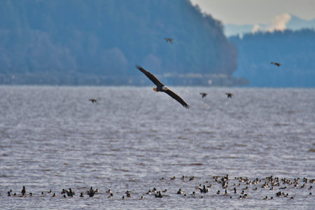 A picture of a bald eagle flying in the air.  BC Canadaの写真素材