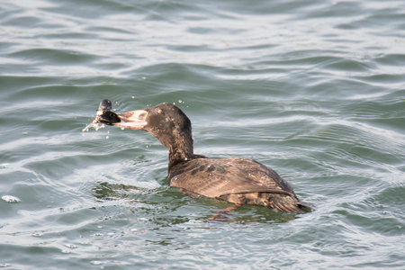 A picture of a immature surf scoter eating the shellfishes.   White Rock BC Canadaの写真素材