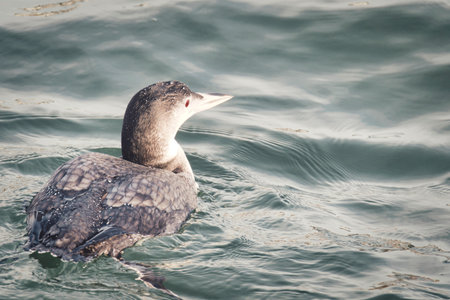 A closeup of a common loon swimming in the ocean.   White Rock BC Canadaの写真素材