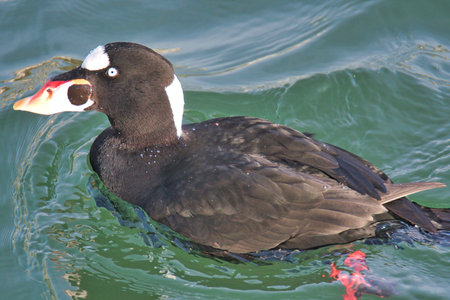 A closeup of a surf scoter swimming in the ocean.   White Rock BC Canadaの写真素材