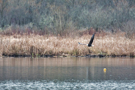 A bald eagle flying in the air.   Burnaby BC Canadaの写真素材