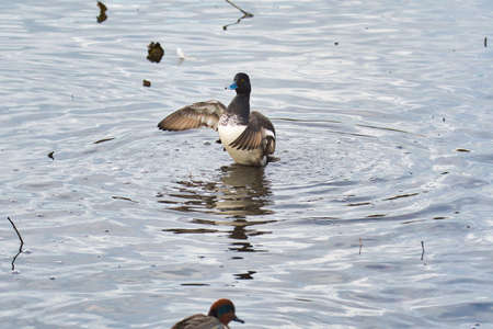 A male greater scaup opening its wings.   Burnaby BC Canadaの写真素材