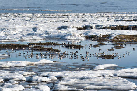 Many shorebirds eating on the shallow with the ice and snow.     Delta BC Canada