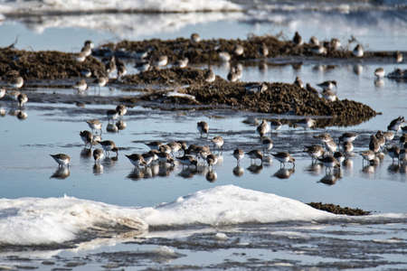 Many shorebirds eating on the shallow with the ice and snow.     Delta BC Canadaの写真素材