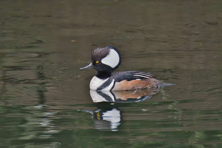 A male hooded merganser swimming In the pond.    West Vancouver BC Canadaの写真素材