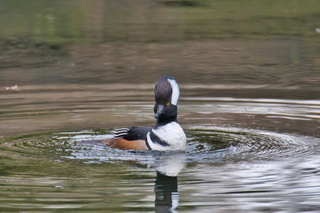 A male hooded merganser swimming In the pond.    West Vancouver BC Canadaの写真素材