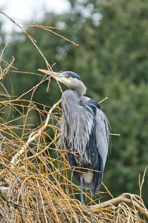 A great blue heron resting on the branch.      West Vancouver BC Canadaの写真素材