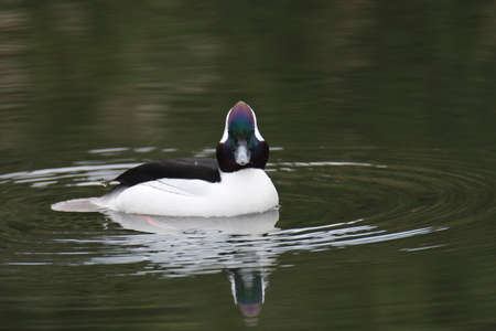 A male bufflehead duck swimming In the pond.    West Vancouver BC Canada