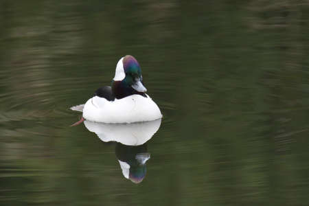 A male bufflehead duck swimming In the pond.    West Vancouver BC Canada