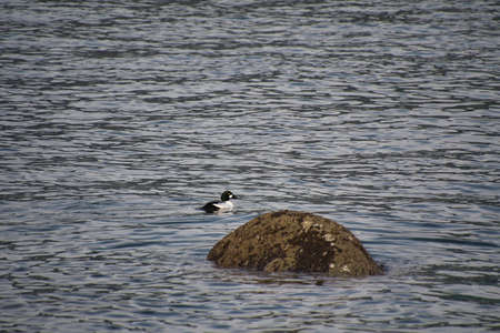A male common goldeneye duck swimming In the pond.    Vancouver BC Canadaの写真素材