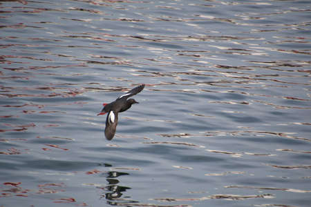 A pigeon guillemot flying in the air.   Vancouver BC Canadaãããの写真素材