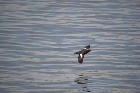 A pigeon guillemot flying in the air.   Vancouver BC Canadaãããの写真素材