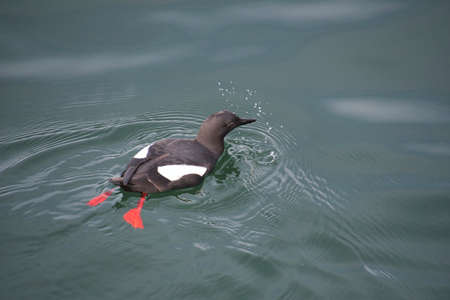 A pigeon guillemot swimming in the ocean.   Vancouver BC Canadaãããの写真素材