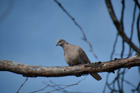 Mourning dove resting on the branch.    North Vancouver BC Canadaãの写真素材