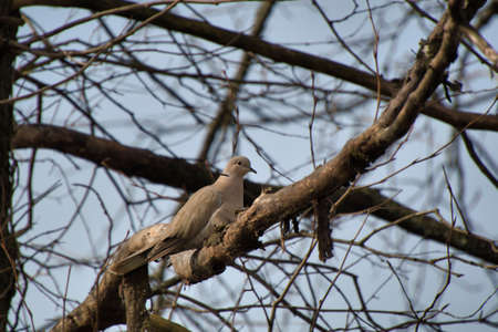 Mourning dove resting on the branch.    North Vancouver BC Canadaãの写真素材