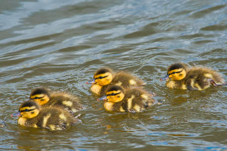 Ducklings swimming in the lake.   Burnaby BC Canadaの写真素材