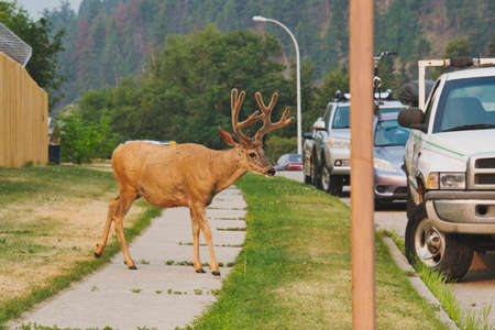 A male whiteï¼tailed deer walking around Jasper.  Jasper AB Canadaの写真素材
