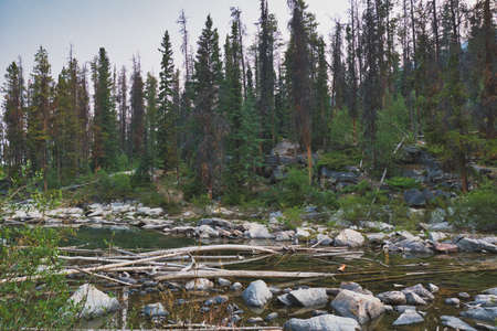The driftwoods covering the shallows.    Jasper AB Canadaの写真素材