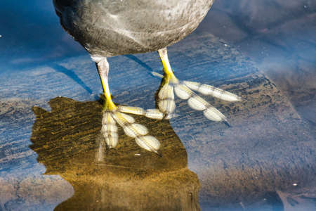 Close up of a common coot (Fulica atra) drinking waterの写真素材