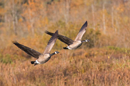 A view of Canada geese flying in the air. Burnaby lake BC Canadaの写真素材
