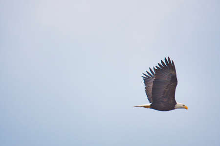 A picture of a Bald eagle flying in the sky.   Delta BC Canada