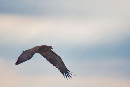 A picture of a Bald eagle's young bird flying in the sky.