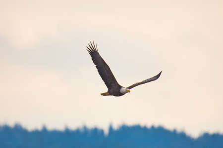 A picture of a Bald eagle flying in the sky.   Delta BC Canadaの写真素材