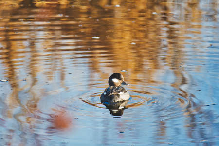 A female Bufflehead swimming in the river.  Vancouver BC Canadaの写真素材