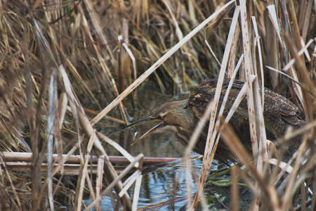 A closeup shot of a little bittern in the reeds