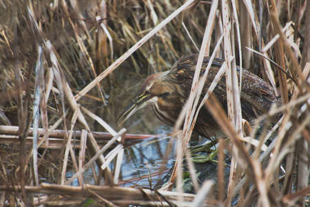 Little bittern (Ardeola bitterna) in natural habitat