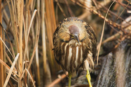A closeup of an American Bitterns.  Reifel Bird Sanctuary BC Canada