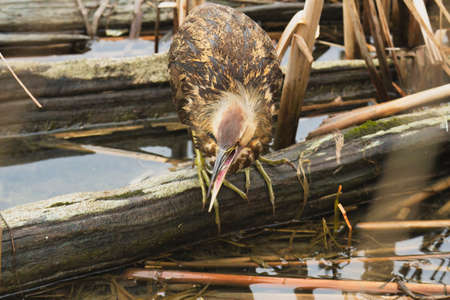 A closeup shot of a Eurasian Bittern on a logの写真素材