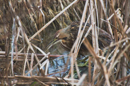 Juvenile Eurasian bittern (Ardeola europaeus) in the natural habitat.