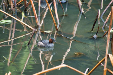 A grebe swimming in the pond.  Arashiyama Kyoto Japanの写真素材