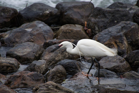 A little egret catching the fish.  Arashiyama Kyoto Japanの写真素材