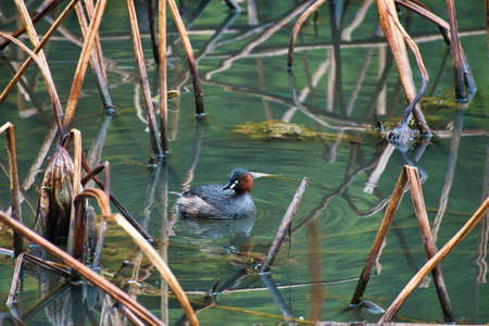 A grebe swimming in the pond.  Arashiyama Kyoto Japanの写真素材