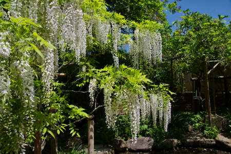 Wisteria flowers blooming in the park.   Nara Japanの写真素材