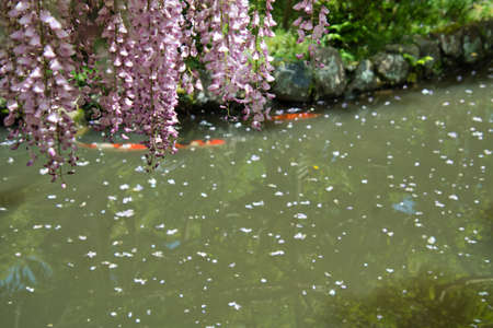 Wisteria flowers blooming above the pond.   Nara Japanの写真素材