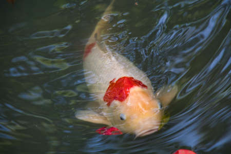 Closeup of a varicolored carp in the pond.   Nara Japanの写真素材